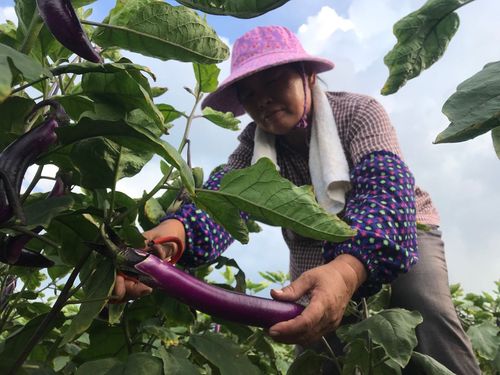 梦见在地里摘茄子