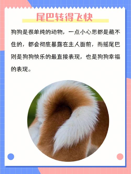 生肖狗的人的幸福感言