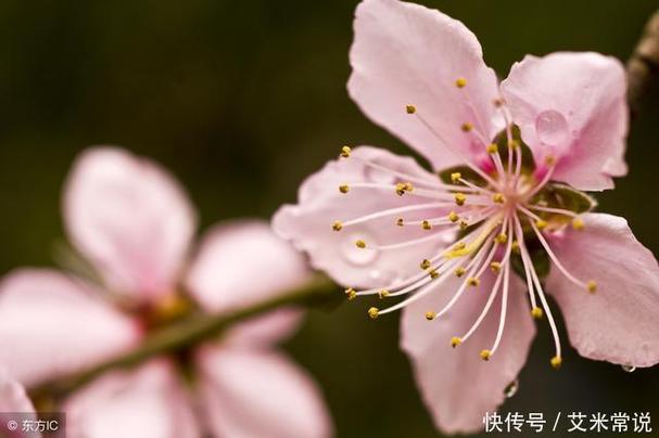 属猴2023桃花