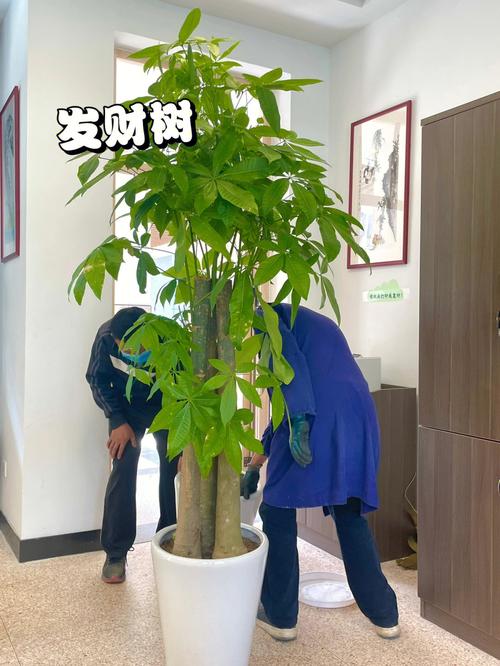 办公室进门放什么植物好