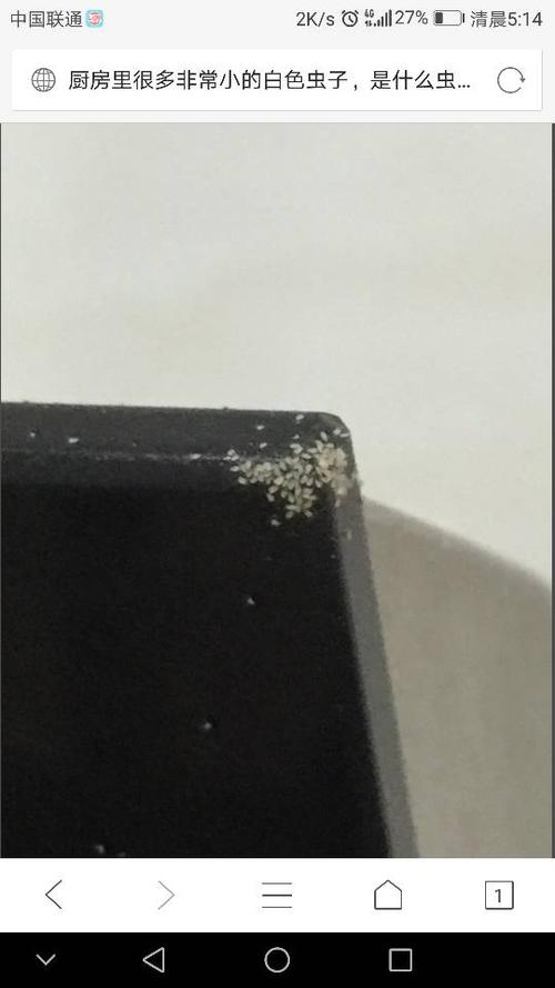 梦见白色的小虫子