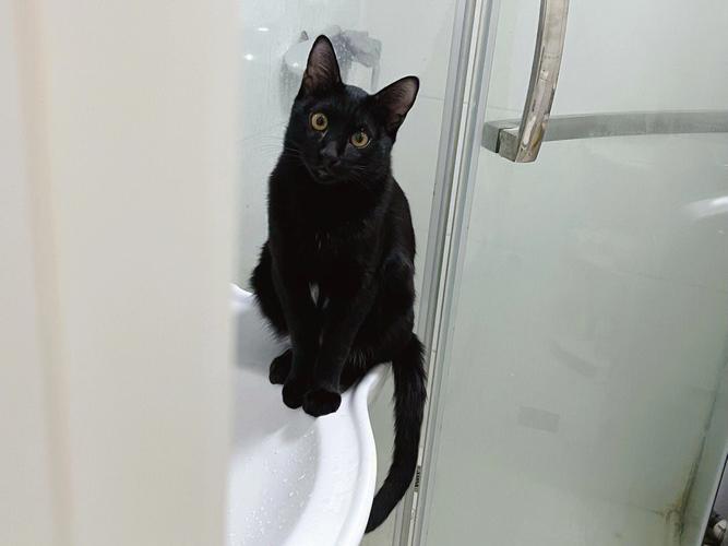 养黑猫有啥风水讲究