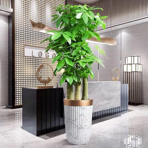 招财树和发财树能一起摆放吗