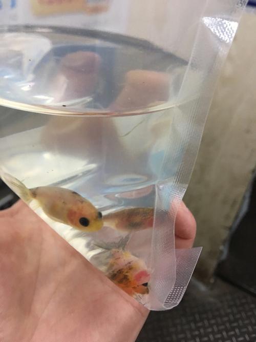 梦见鱼翻白肚皮,健康要出问题?