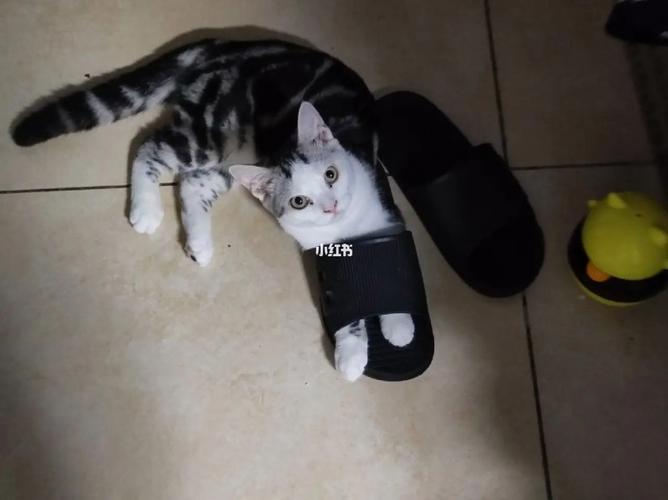 梦见救两只猫