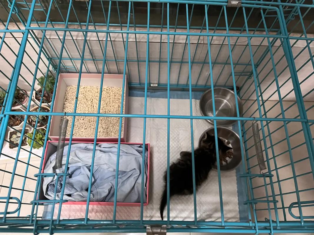 梦到养了一只猫有什么征兆