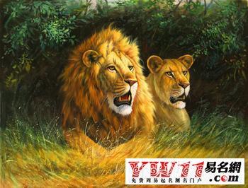 梦见在路上遇见狮子