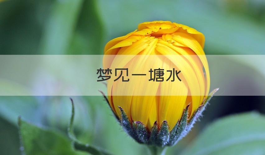 梦见一塘水
