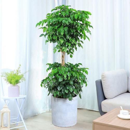 客厅适合摆放什么植物
