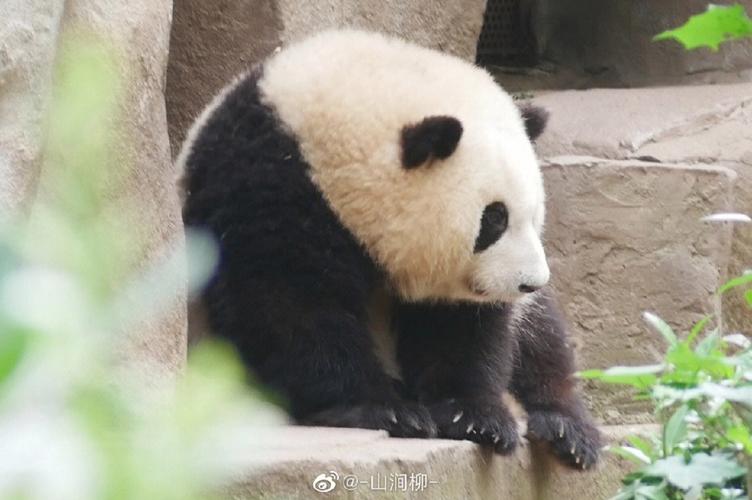 梦见熊猫说话