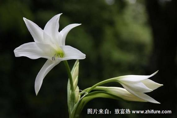 孕妇梦见百合花