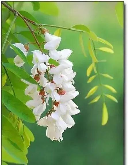 梦见槐花