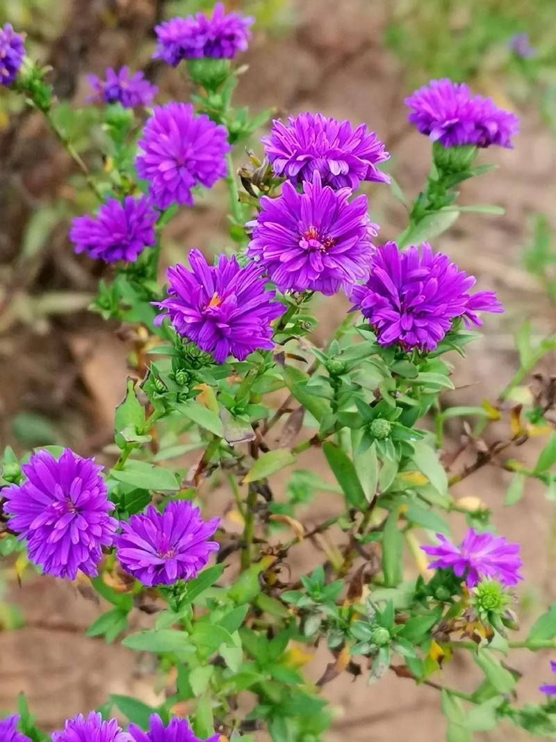 荷兰菊的花语:活动、说谎