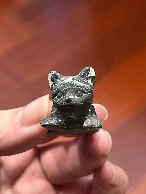 梦见猫把屎拉我身上