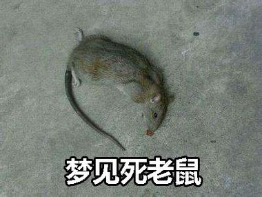 梦见3只死老鼠