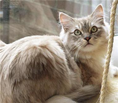 梦见踩死猫 梦见踩死猫,母猫来报仇