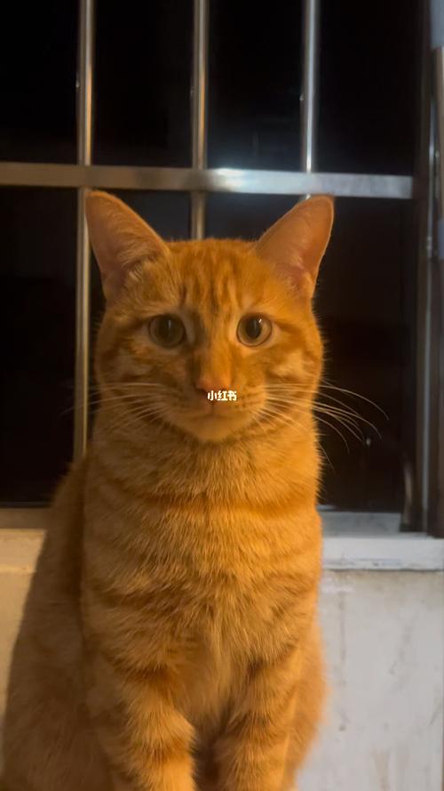 梦见打黄猫