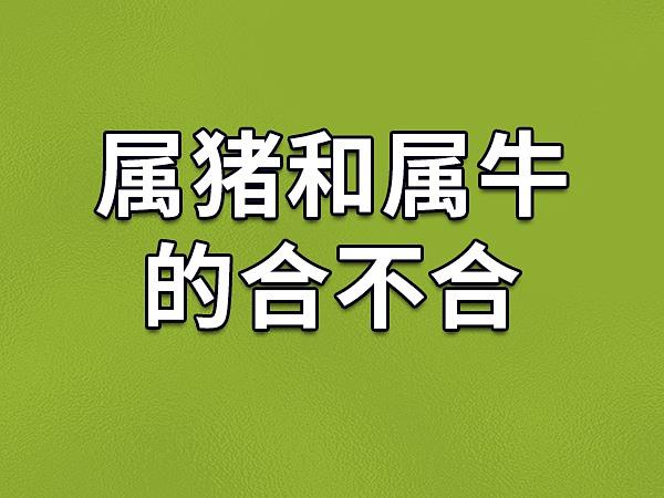 属猪和属牛的合得来吗