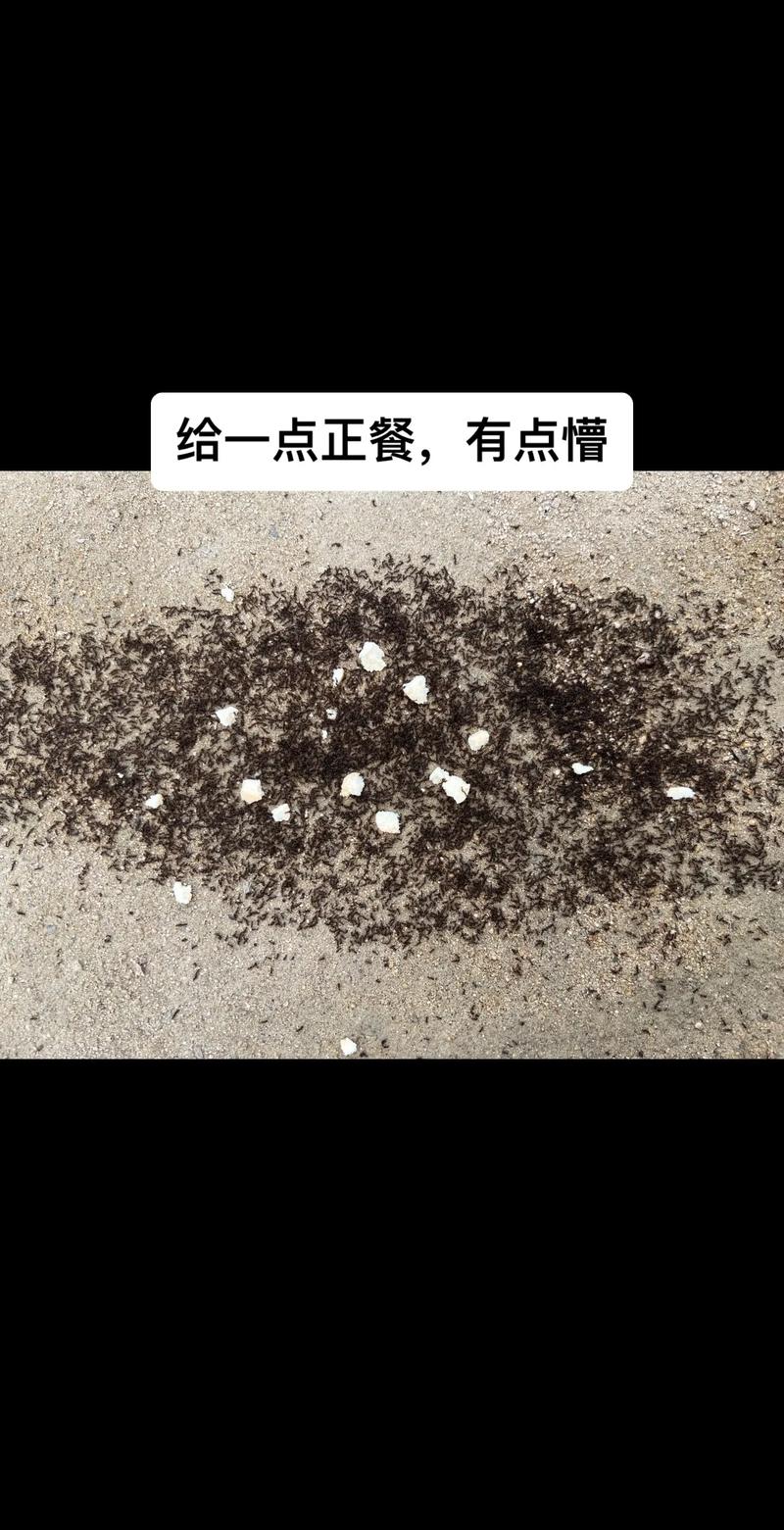 梦见一群蚂蚁是什么意思