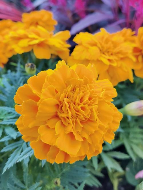 万寿菊花语:友情、健康长寿、甜蜜爱情