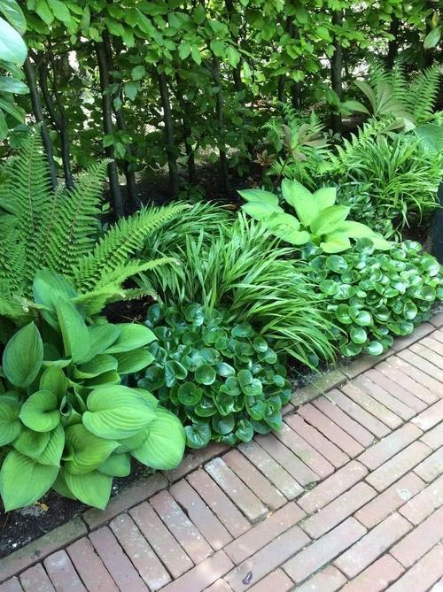 许少锋:庭院种植树木的讲究