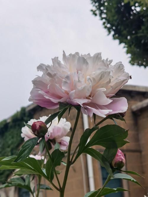 芍药花的物种分类分为几种?