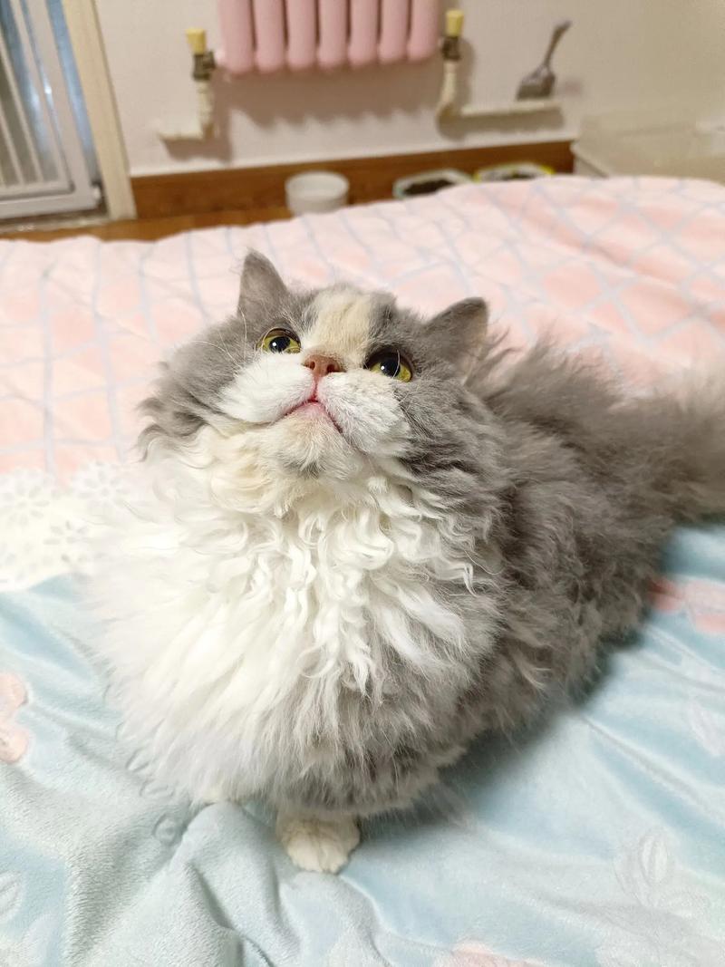 属鼠怎么对待那些不懂装懂的人
