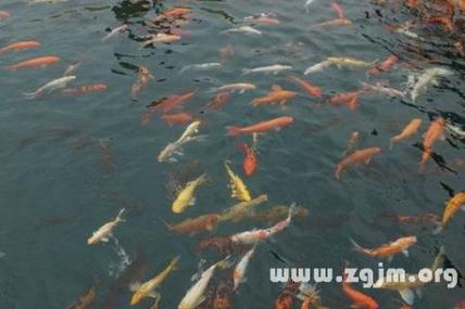 梦见河水干枯好多鱼