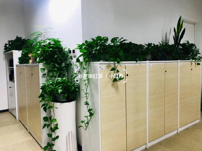 工位上放绿植风水有什么讲究吗