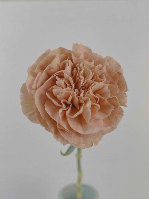 不同颜色康乃馨的花语是什么?