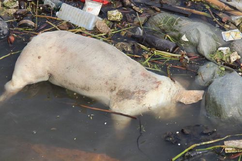 梦见很多死猪 梦见很多死猪头