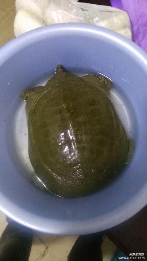 梦见钓到鳖是什么意思