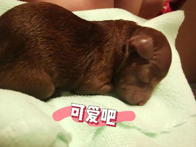 狗年生孩子好吗