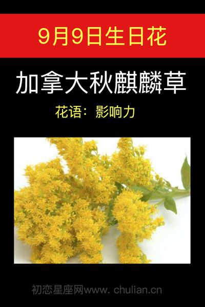 9月9日生日花语:加拿大秋麒麟草