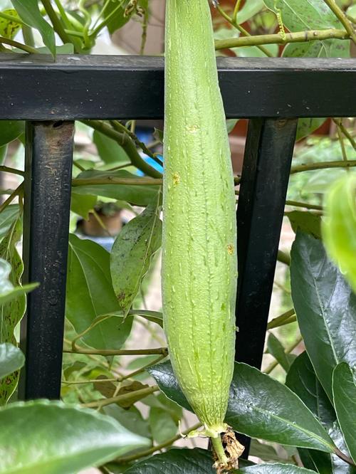 梦见好多丝瓜