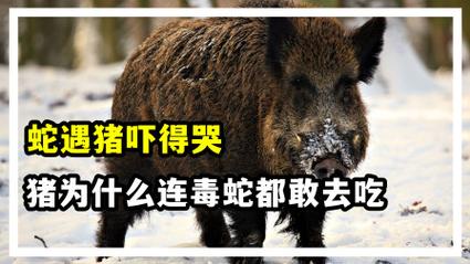 蛇遇猪就得哭是什么意思
