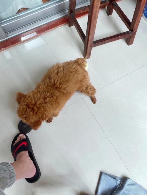 住酒店属狗人会有什么洁癖