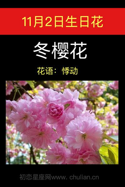 11月2日花语:冬樱花,生日花语悸动