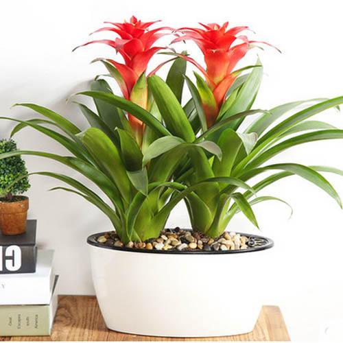 植物花语:鸿运当头花语是什么?
