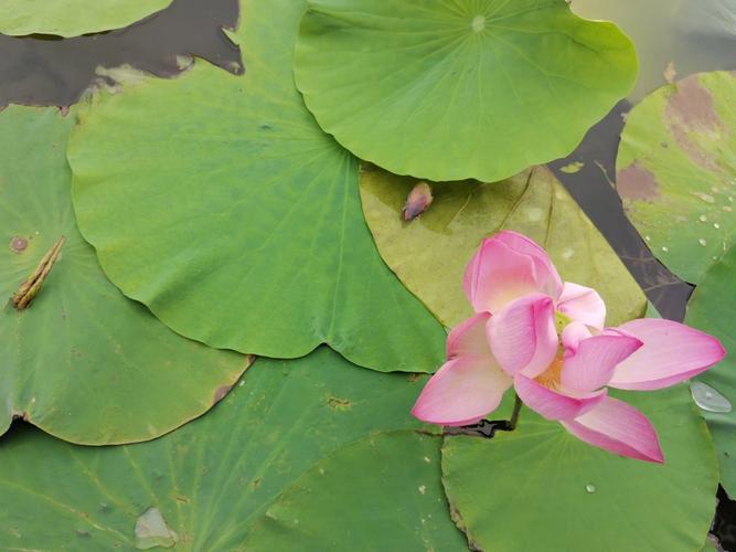 梦见摘莲蓬