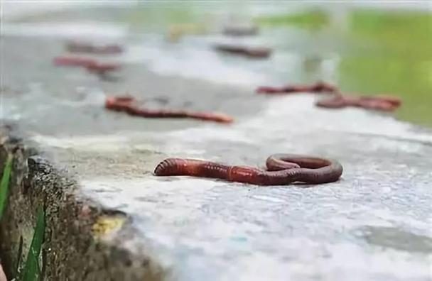 梦见蚯蚓爬身上预示着什么