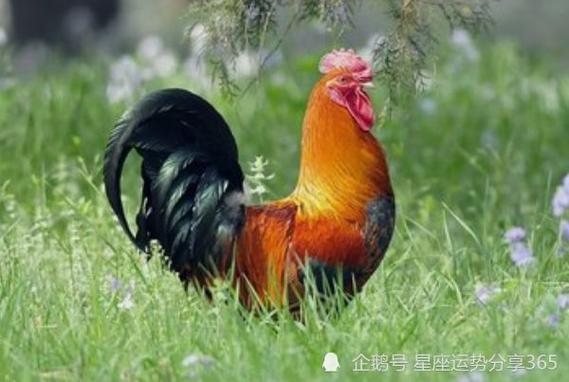 对你真心的属鸡是这样的!