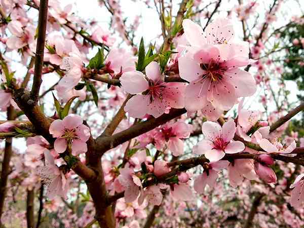 孕妇梦见开满花的树