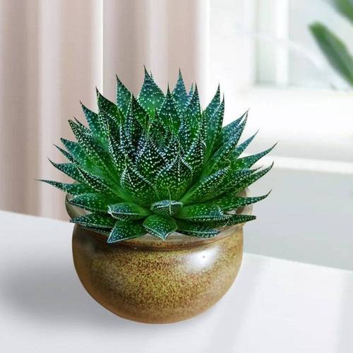 家居风水植物禁忌