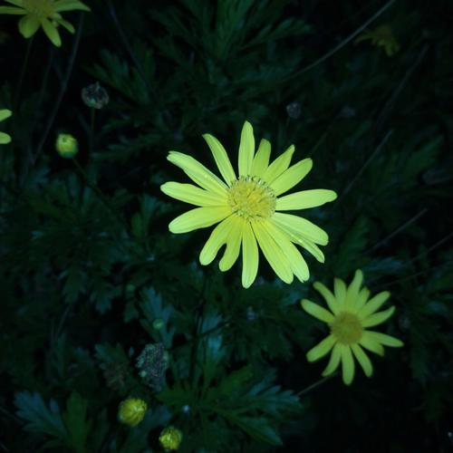 黄金菊的花语