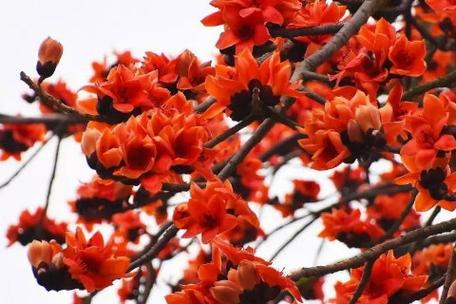 梦见大树开花非常漂亮代表着什么