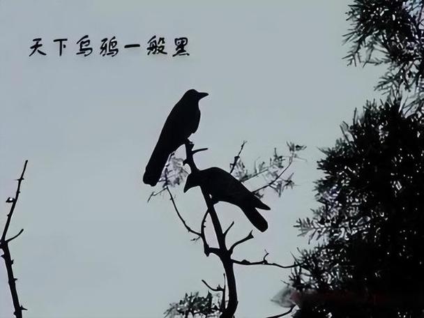 天下乌鸦一般黑是晕轮效应吗