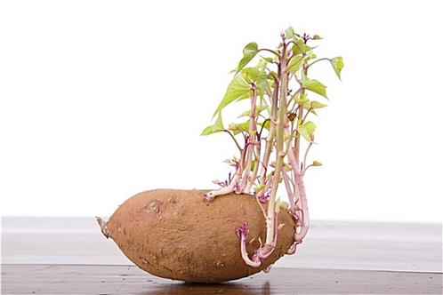 土豆发芽
