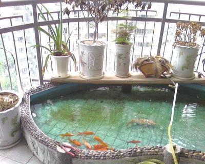 家居风水之养鱼催财法