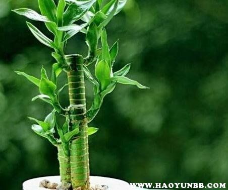属马财位放什么植物好